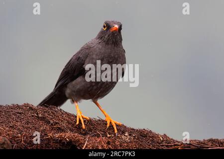 Great Thrush, Mirador de aves El Roble, Kolumbien, November 2022 Stockfoto