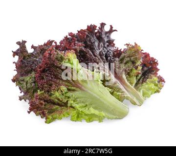 Blätter des frischen, auf Weiß isolierten roten Korallensalats Stockfoto