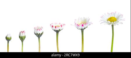 Blühende Stufen wunderschöner Gänseblümchen auf weißem Hintergrund Stockfoto