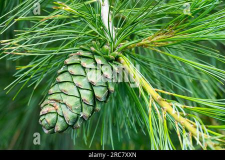 Armand Pine, Chinese White Pine, Pinus armandii, Pine Cone Stockfoto