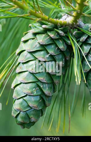 Chinesische Weiße Kiefer, Kegel, Pinus armandii Stockfoto