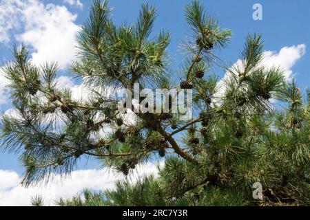 Chinesischer Pinus tabuliformis-Zweige Stockfoto