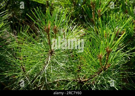 Japanische Rotkiefer Pinus densiflora „Tanyosho Compacta“ Stockfoto