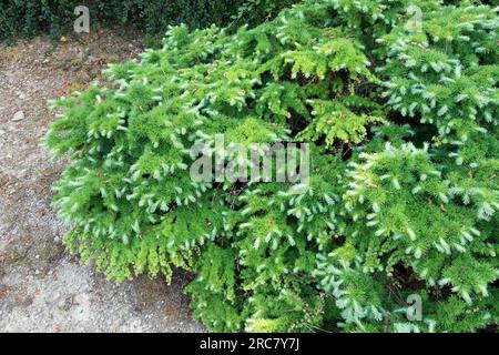 Japanische Larche, Larix kaempferi „Wolterdingen“ Stockfoto