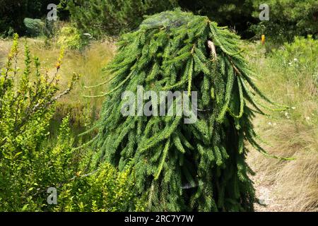 Picea abies 'Frohburg', Norwegen Fichtenäste, die überhängend sind, kleiner schöner Anbau im Garten Stockfoto