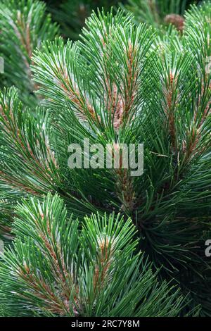 Europäische Schwarze Kiefer, Pinus nigra „Helga“ Pinus Laub Stockfoto