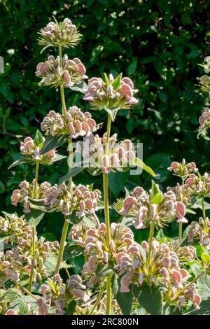 Griechisches Jerusalem Sage Phlomis samia Garden, Blumen Stockfoto