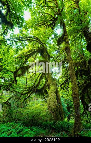 Atemberaubende Mooshalle im Regenwald von Hoh Stockfoto