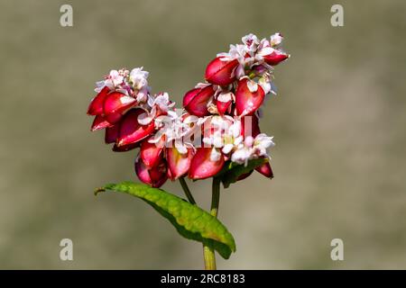 Buchweizenmakro mit roten Blumen. Fagopyrum esculentum Stockfoto