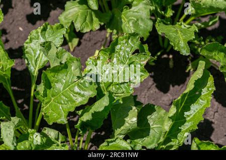 Nahaufnahme von jungen Zuckerrübenpflanzen in konvergierenden langen Linien, die in dem kürzlich kultivierten Boden auf einem Bauernhof wachsen. Agrarbereich. Stockfoto