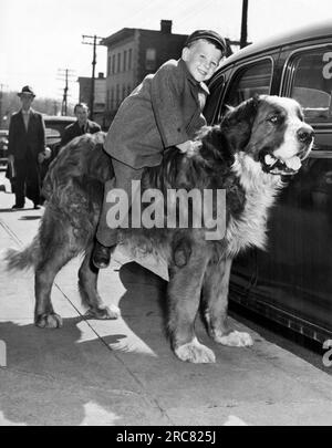 Glen Cove, New York: 7. April 1947. Butch, die 240 Pfund Straße Bernard, der in der Stadt lebt und von den Bewohnern von Glen Cove betreut wird. Hier spielt er Pferd für einen dreijährigen Assistenzjungen. Stockfoto