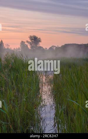 Blick auf die Silhouetten der Bäume im Nebel am Ufer des Flusses durch das Dickicht des Schilfes. Stockfoto