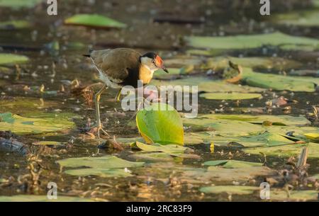 Die Kammkammmuschel Jacana (Irediparra gallinacea), auch bekannt als Lotusbird oder Lilytrotter, andere Jacana-Arten, ist an die schwimmende Pflanze angepasst Stockfoto