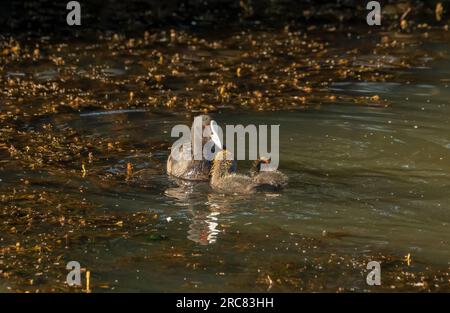 Australische Kuh (Fulica ata australis ) mit zwei jungen Küken im frühen Morgensonnenlicht. Stockfoto