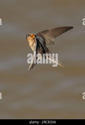 Die Welcome Swallow (Hirundo neoxena) ist ein kleiner Passanten aus der Swallow-Familie. ... Es ist eine in Australien heimische Art Stockfoto