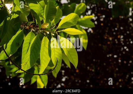 Champaka, Kantil (Cempaka Putih), Michelia alba, grüne Blätter und Blumen, Hintergrundbeleuchtung. Stockfoto