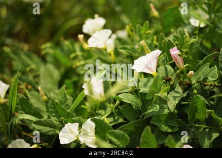 Im Garten wachsen weiße Blumen, Birke, Bindekraut. Stockfoto