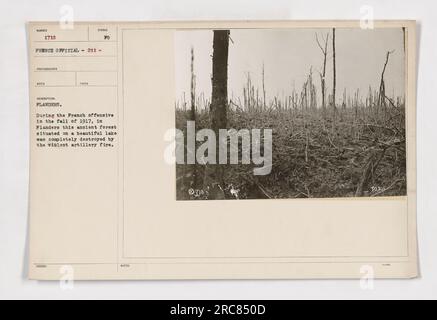 Das Bild zeigt einen französischen Beamten, der den Ort der zerstörten Offensive von 1917 in Flandern inspiziert. Das Foto zeigt einen bewaldeten Bereich, der durch schwere Artilleriefeuer vernichtet wurde, mit Resten verbrannter Bäume und Trümmer, die über die Landschaft verstreut sind. Der Beamte dokumentiert das Ausmaß der Zerstörung. Stockfoto