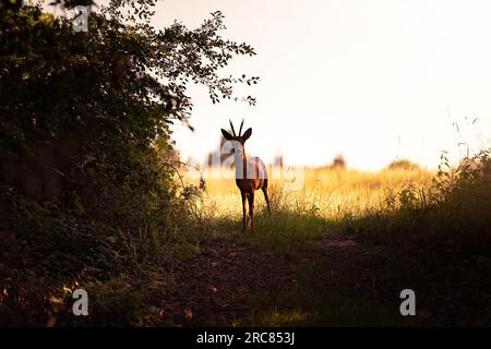 Hirsche im Wald im warmen Sonnenaufgang mit einer Wiese im Hintergrund in Deutschland, Europa Stockfoto