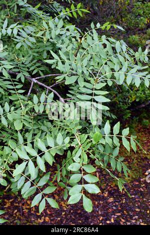 Zweige und Blätter einer enghalsblättrigen Asche (Fraxinus angustifolia). Stockfoto