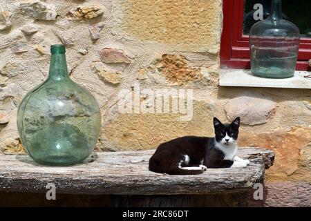 Streunende Katze auf einer Holzbank eines Landhauses. Stockfoto