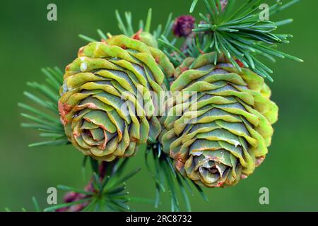 Zapfen und Blätter der japanischen Lärche (Larix kaempferi). Stockfoto