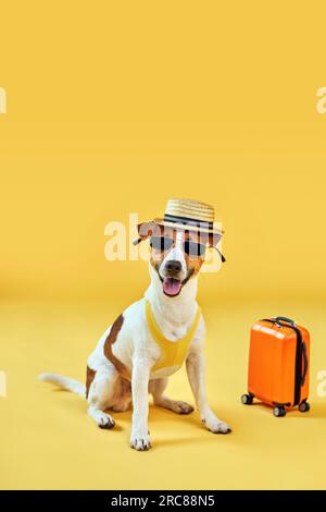 Süße Hundezucht Jack Russell Terrier in Sonnenbrille sitzt mit Koffer und Strohhut isoliert auf gelbem Studiohintergrund. Lustiger Urlaub und Reisekontra Stockfoto