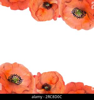 Quadratische Rahmenkomposition in Aquarellfarben mit handgezeichneten, leuchtend roten Mohnblumen im Sommer. Isoliert auf weißem Hintergrund. Entwurf für Einladungen, Hochzeiten Stockfoto