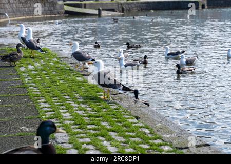 Ausgewachsene Europäische Heringsmull (Larus argentatus) mit anderen Wasservögeln im Hintergrund Stockfoto