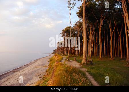 Sonnenuntergang an der Ostsee im Gespensterwald in Nienhagen Stockfoto