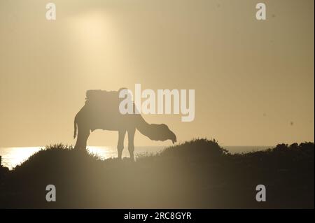 Silhouette eines Kamels am Strand bei Sonnenaufgang, Marokko Stockfoto