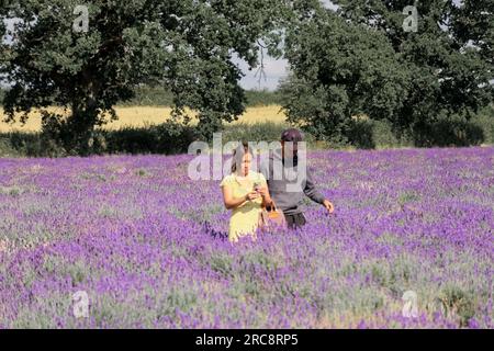 Das Somerset Lavender Farm Stockfoto