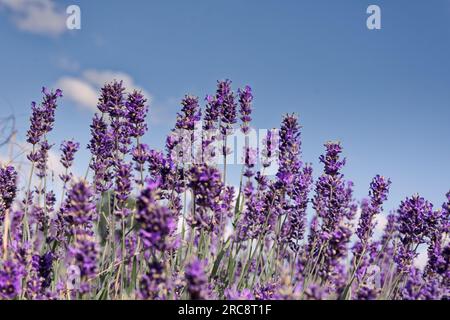 Das Somerset Lavender Farm Stockfoto