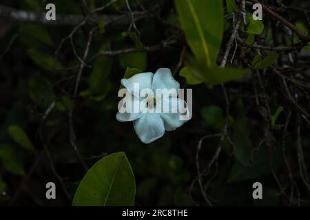 Zarte Blüten-Nahaufnahme mit grünen Blättern. Natürliche Schönheit in Weiß. Stockfoto