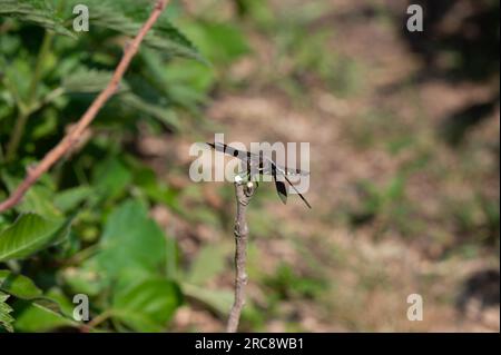 Eine mail juvenile Common Whitetail Dragonfly Plathemis lydia auf einem Ast Stockfoto