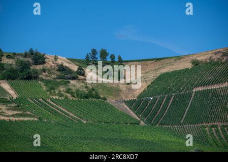 Neumagen Dhron, Deutschland. 13. Juli 2023. Zwischen den Weinbergen sind trockene Grünflächen zu sehen. Kredit: Harald Tittel/dpa/Alamy Live News Stockfoto