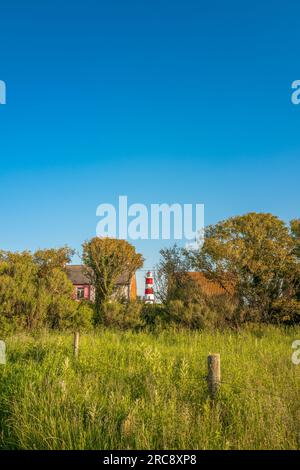 Der Happisburgh Lighthouse an der Küste von Norfolk blickt durch eine Lücke in einer Hecke. Stockfoto