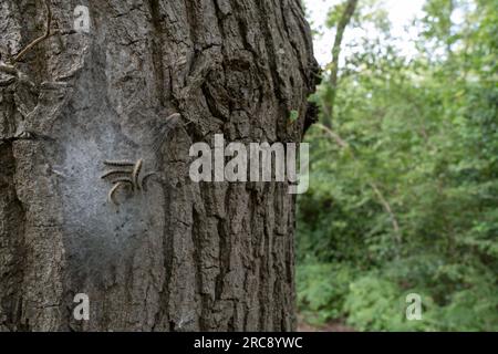 Eichenprozessionäre Motte: Thaumetopoea processionea. Nest. Surrey, Großbritannien. Stockfoto