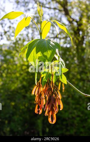 Nahaufnahme der rötlich-rosa reifen Früchte des Ahorns. Stockfoto