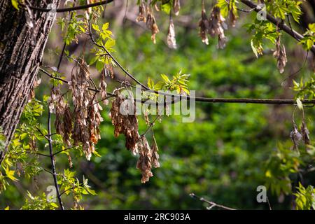 Nahaufnahme der rötlich-rosa reifen Früchte des Ahorns. Stockfoto