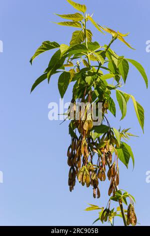 Nahaufnahme der rötlich-rosa reifen Früchte des Ahorns. Stockfoto