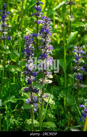 Eine Nahaufnahme der blauen Blüten von Ajuga reptans Atropurpurea im Frühling. Blaues Horn Ajuga reptans Blumen Zimmermanns Kräuter immergrüne, mehrjährige Pflanzen. Stockfoto