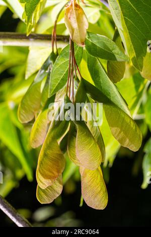 Nahaufnahme der rötlich-rosa reifen Früchte des Ahorns. Stockfoto