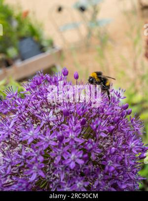 Purple Allium Ambassador Pflanze in voller Blüte mit Bumble Bee. Stockfoto