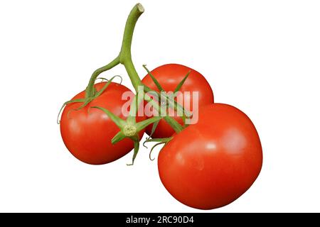 Tomaten. Reifer und roter Tomatenzweig isoliert auf weißem Hintergrund. Stockfoto