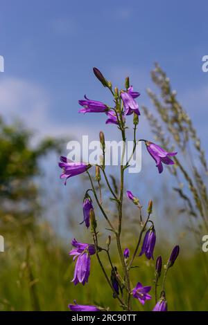 Nahaufnahme campanula sibirica mit verschwommenem Hintergrund im Sommergarten. Stockfoto