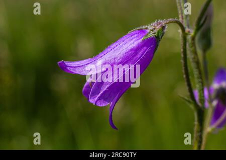 Nahaufnahme campanula sibirica mit verschwommenem Hintergrund im Sommergarten. Stockfoto