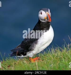 Nahaufnahme von Papageientauchern, die sich auf einem grasbedeckten Feld gegen das Meer erheben Stockfoto