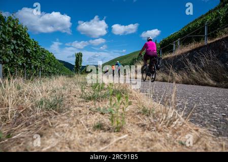 Neumagen Dhron, Deutschland. 13. Juli 2023. Radfahrer fahren inmitten der Weinberge entlang verwelkter Gräser. Kredit: Harald Tittel/dpa/Alamy Live News Stockfoto