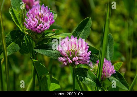 Trifolium pratense, Rotklee. Sammeln Sie wertvolle Blumen im Sommer auf der Wiese. Heilpflanze und Honigpflanze, Futter und in der Volksmedizin Stockfoto